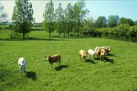 VACHES 6 